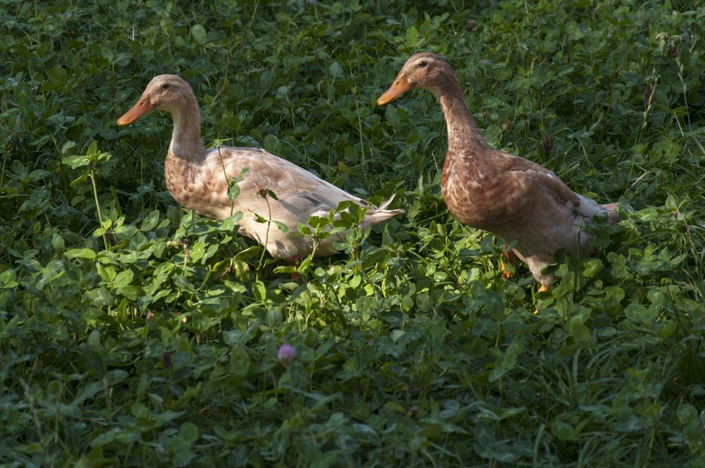Agroturistika Kozi Farma Rožnov pod Radhoštěm Exteriör bild